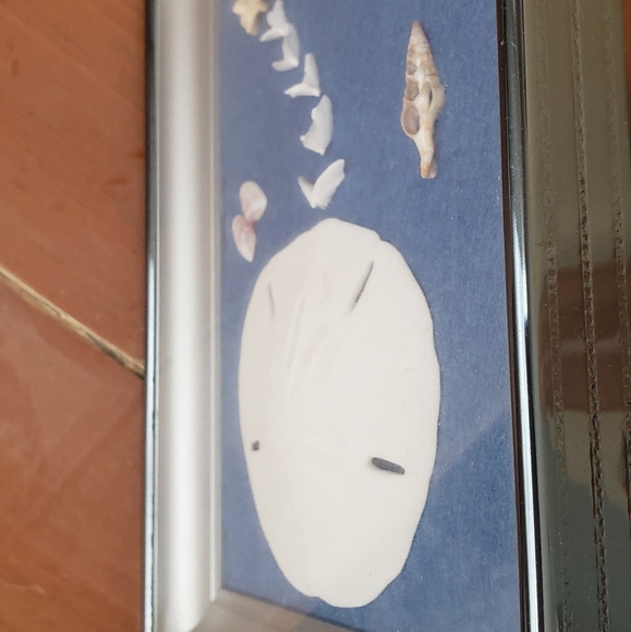 Sand Dollar and Shell Shadowbox From Mexico - Picture 3 of 5